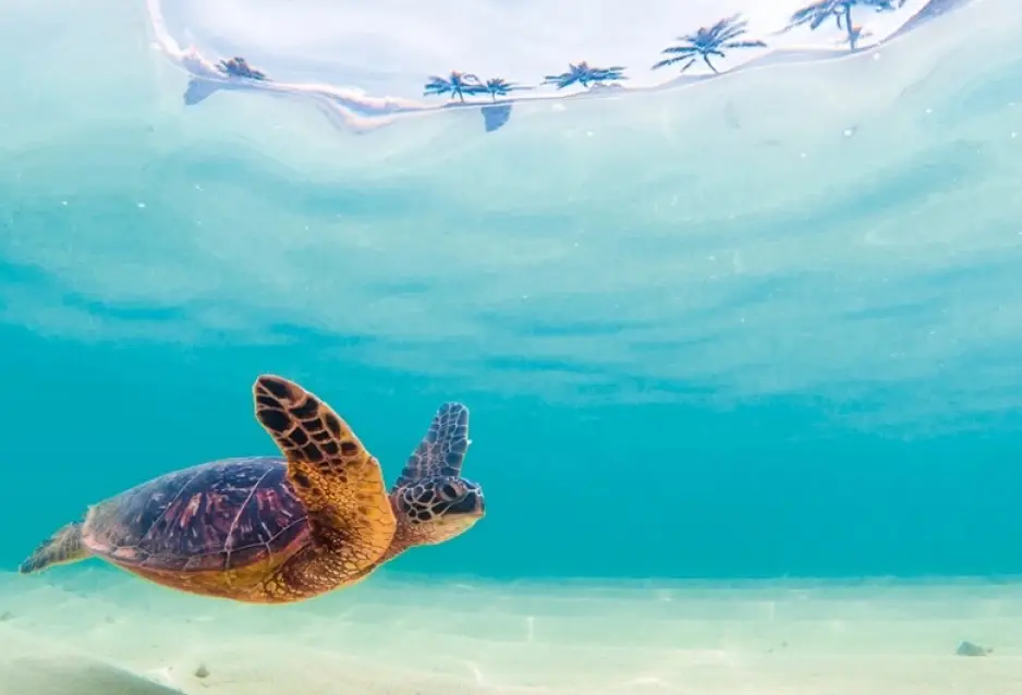 Sustentabilidad 1 sustentabilidade 001